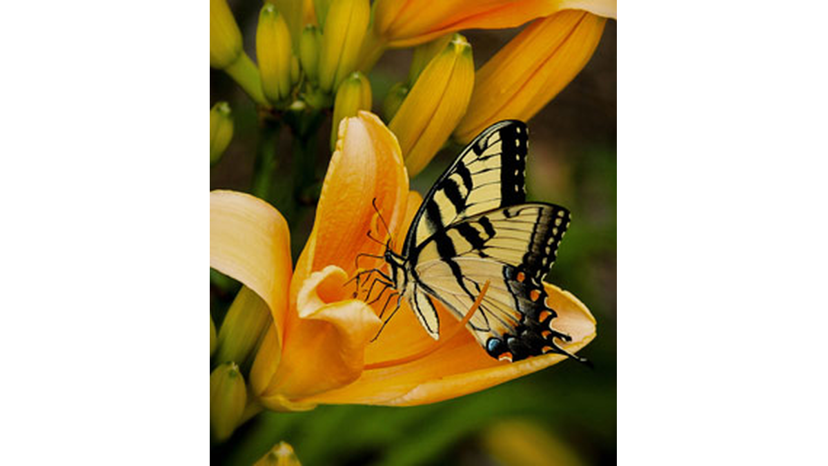 Nancy Knott George Obituary Leonardtown Md Mattingley Gardiner Funeral Home P A And Crematory